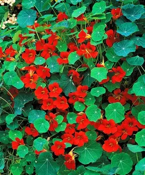 Настурция Индийская принцесса