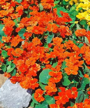 Настурция Оранжевое небо
