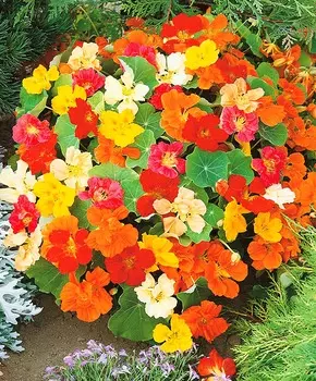 Настурция Первая красавица Яркий набор