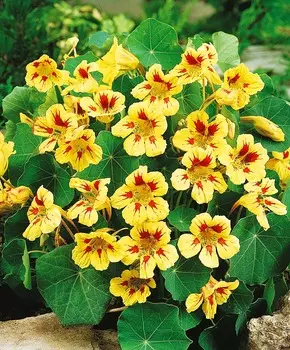 Настурция Пич Мельба