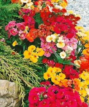 Немезия Карнавал набор