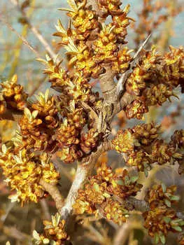 Облепиха Алей