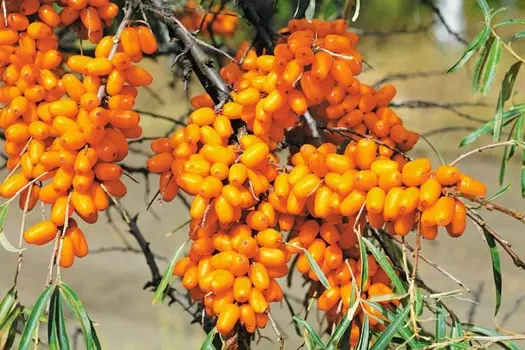 Облепиха Елизавета