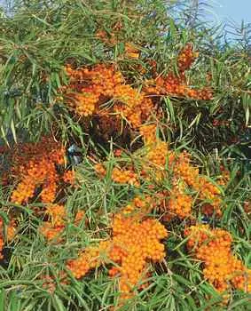 Облепиха Фрисдорфер оранж