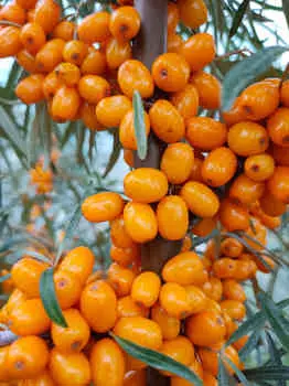 Облепиха Любимая