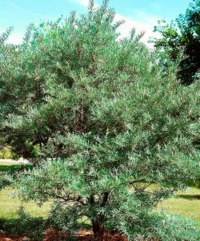 Облепиха Мужские экземпляры-опылители