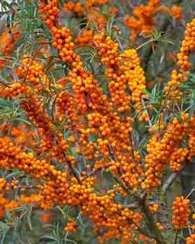 Облепиха Перчик