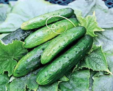 Огурец Альпинист F1