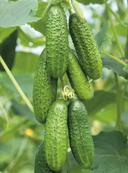 Огурец Антисипатор