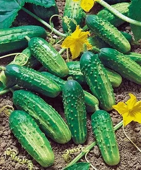 Огурец Аякс чудо F1