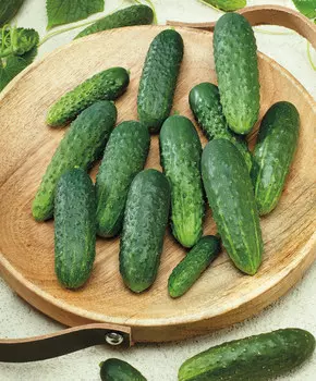 Огурец Артек чудо F1