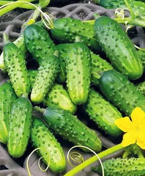 Огурец Астерикс F1