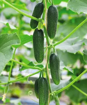 Огурец Бьёрн F1