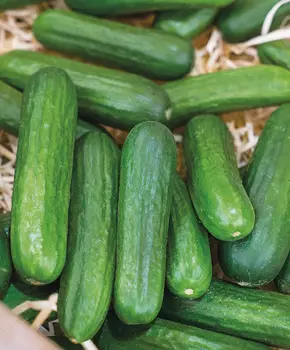 Огурец Бэби мини чудо F1