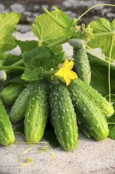 Огурец Барвина