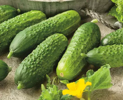 Огурец Берлиоз