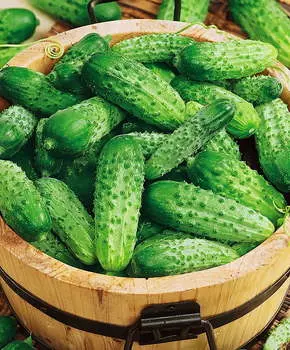 Огурец Братишка F1