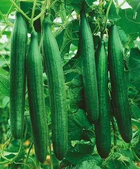 Огурец Буратино