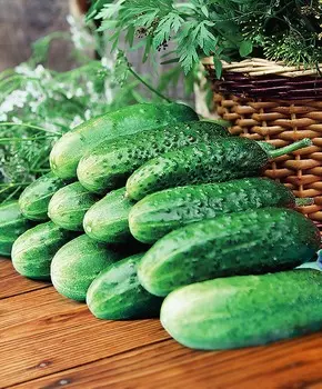 Огурец Чибис F1