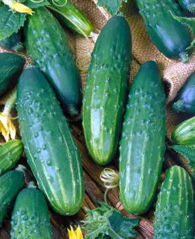 Огурец Дездемона F1