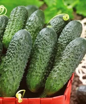 Огурец Директор чудо F1