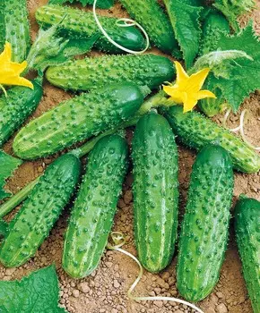 Огурец Дублёр чудо F1