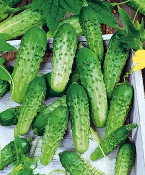 Огурец Гаврош F1