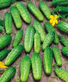 Огурец Гектор чудо F1