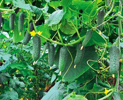 Огурец Гуннар F1