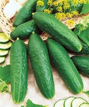 Огурец Калистрат F1