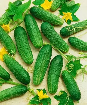 Огурец Капитан F1