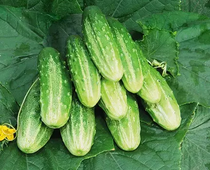 Огурец Касатик F1