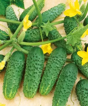 Огурец Кибрия F1