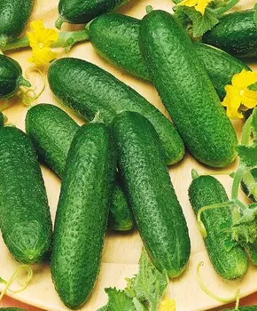 Огурец Клауд F1