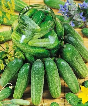 Огурец Клодин F1