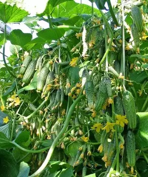 Огурец Колибри F1