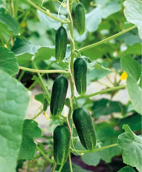 Огурец Красавец F1