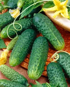 Огурец Криспина F1