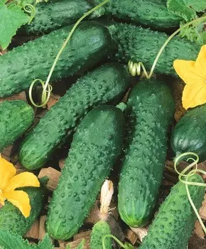 Огурец Кумбор