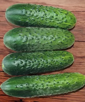 Огурец Макарушка F1