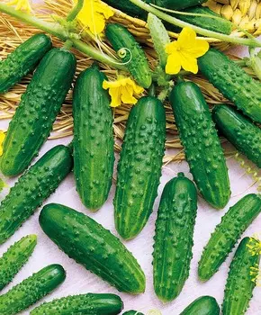 Огурец Малыш