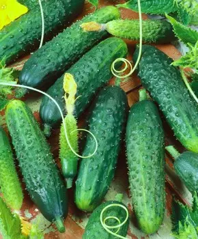 Огурец Манеки F1