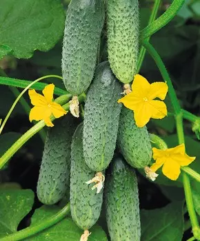 Огурец Мареса F1