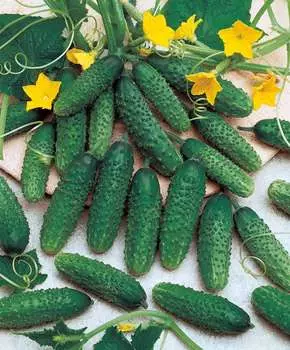 Огурец Маринда чудо F1