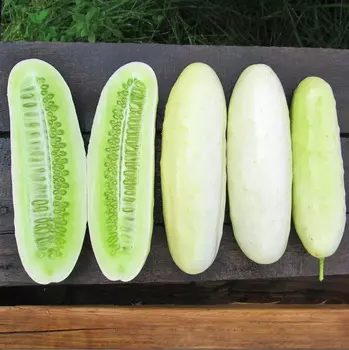 Огурец Мартини чудо F1