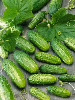 Огурец Маша F1