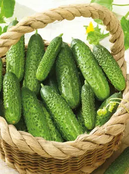 Огурец Муссон