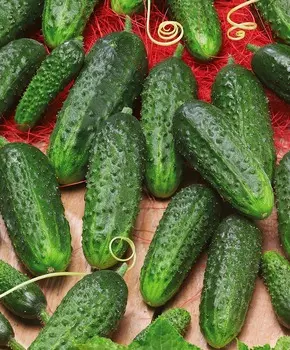 Огурец Наташа микс чудо F1