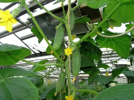 Огурец Одетте F1