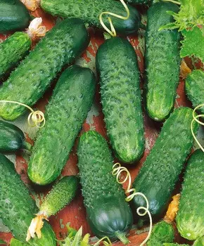 Огурец Октопус F1